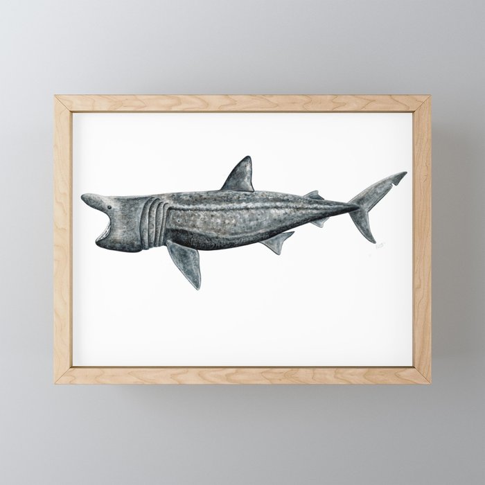 Basking shark (Cetorhinus maximus) Framed Mini Art Print