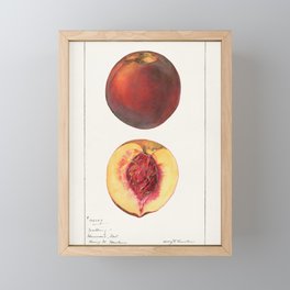 Peaches (Prunus Persica) (1919) by Royal Charles Steadman 2 Framed Mini Art Print