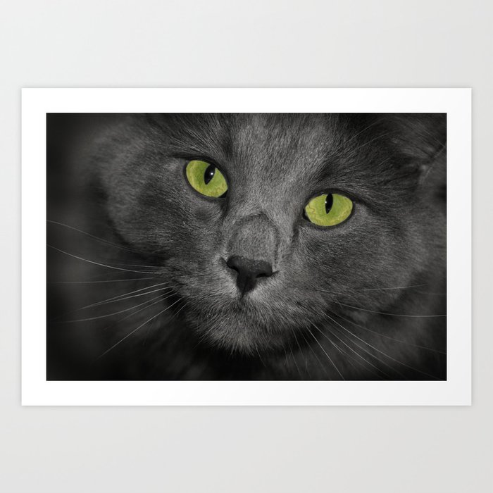 Cat with Green Eyes Grey Kitty Face Gray Kitten Face Cute Big Green Eyes Short Hair Cat Close-up of Face Photo Kitty Digital Photography for Art Prints and Posters and Kid's Room Comforter and Art Art Print
