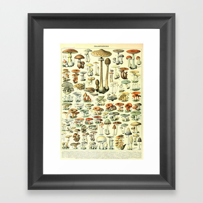 Types of mushroom and toadstool fungi - Adolphe Millot champignon-B Framed Art Print