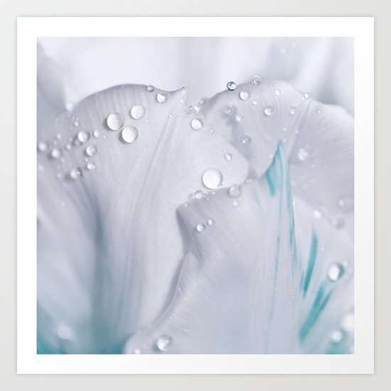 White tulip with water drops 27 Art Print