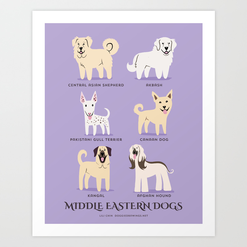 middle eastern dog breeds