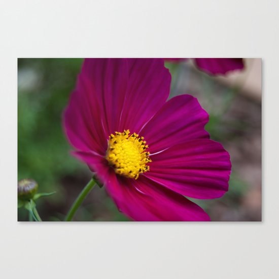 Cosmo Canvas Print