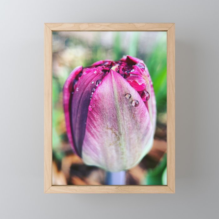 Garden Tulip Framed Mini Art Print
