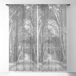 Cypress Tree Avenue - Travel Photography Sheer Curtain