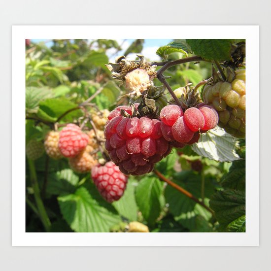 Raspberry Fields Art Print