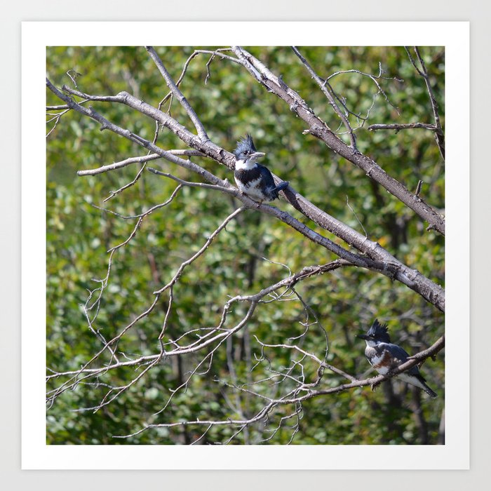 Two 4 One - Belted Kingfisher Art Print