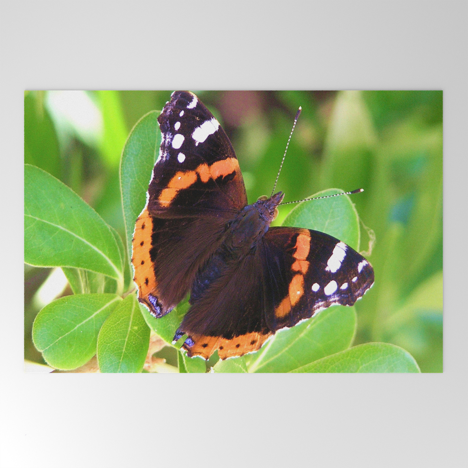 Society6 Butterfly Welcome Mat By Bitifoto Society6