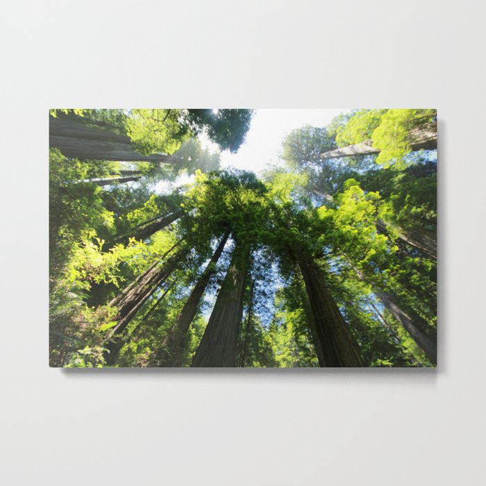 Sequoia Metal Print