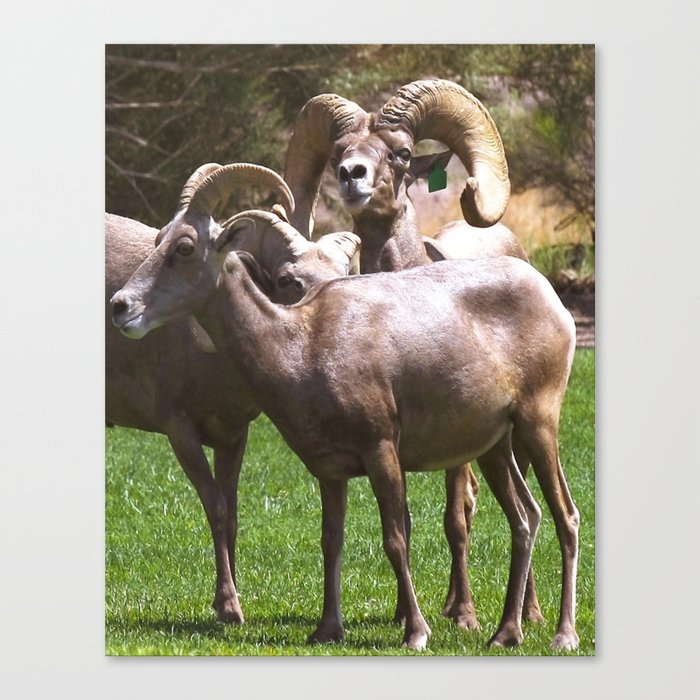 Bighorm Sheep of Nevada Canvas Print