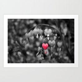 Show Your Love Art Print | Valentinesday, Heartshaped, Colourpop, Colourselection, Dicentra, Lamprocapnos, Colorselection, Colorpop, Lovehearts, Love 