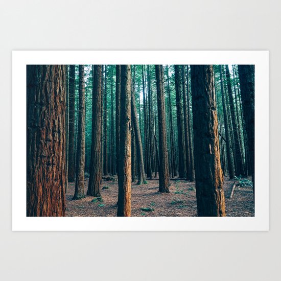Redwood forest Art Print