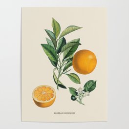 Orange Antique Botanical Illustration Poster