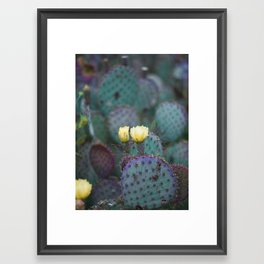 Cactus Blooms Framed Art Print
