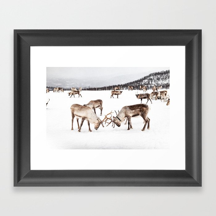 Playing Reindeers In Snow In Tromsø | North Of Norway Photo | Travel Photography Art Print Framed Art Print