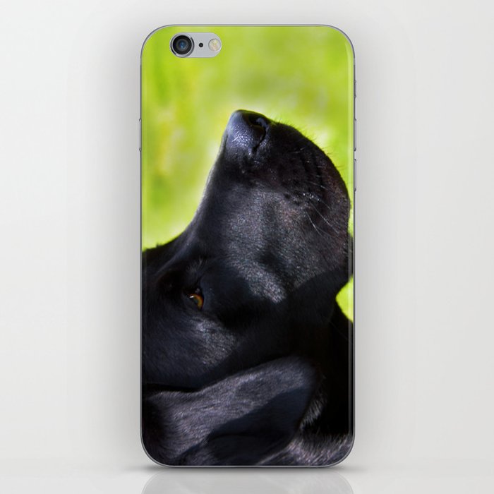 Black  Labrador iPhone Skin
