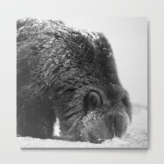Alaskan Grizzly Bear in Snow, B & W - 2 Metal Print