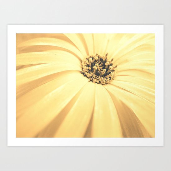Champagne Petals Art Print