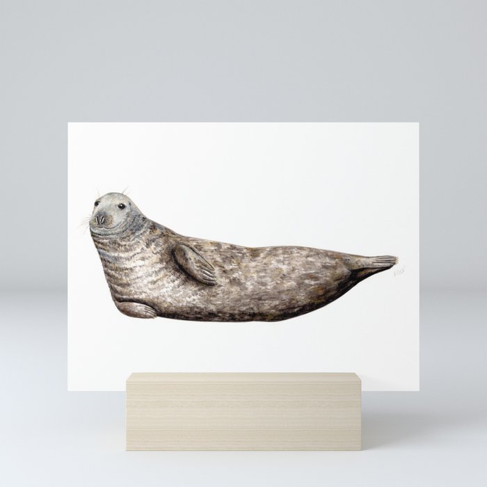 Grey Seal (Halichoerus grypus) Mini Art Print