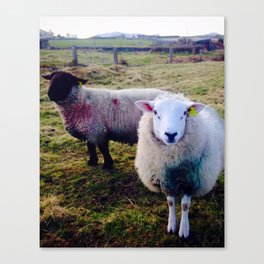 Sheep of the Dingle Peninsula, Ireland Canvas Print