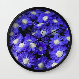 Cineraria Blue Wall Clock | Cinerarias, Cineraria, Flowers, Purple, Spring, Leaves, Shade, Nature, Photograph, Plant 