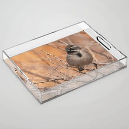 Black Throat Sparrow Acrylic Tray