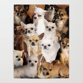 Chihuahuas Poster