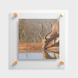 South Africa Photography - An Impala Drinking Water From A Lake Floating Acrylic Print