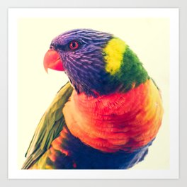 Magical Bird Portrait, Colourful Rainbow Lorikeet Rainbow Bird Art Print | Film, Digital, Nativebird, Green, Red, Indigo, Wildlifephotography, Color, Hdr, Rainbowlorikeet 