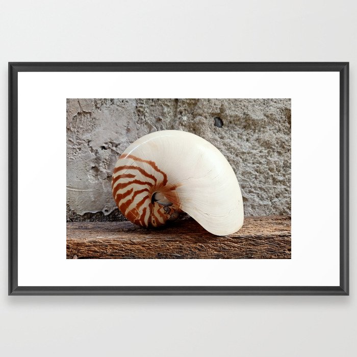 Seashell Series (No. 1) Framed Art Print