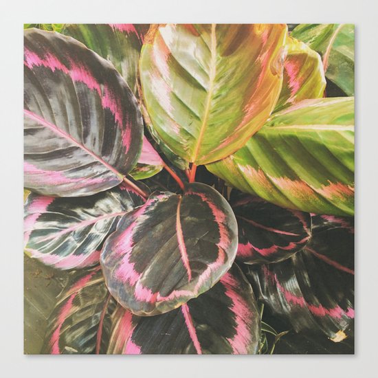 Leafy Canvas Print