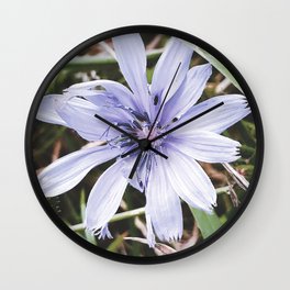 Aesthetic vintage pastel purple-blue chicory blossom summer field flower with tiny bug Wall Clock