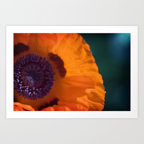 Orange Poppy Art Print