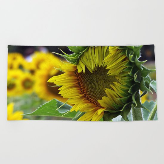 Sunflower Unfolds Beach Towel
