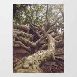 Wild Tree Roots Poster