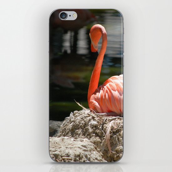 Sitting Flamingo iPhone & iPod Skin