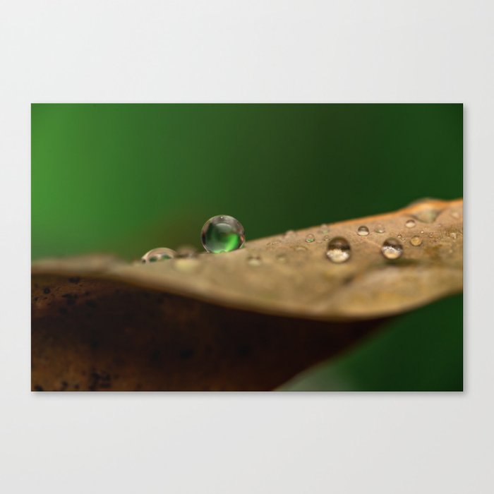 Droplets Canvas Print