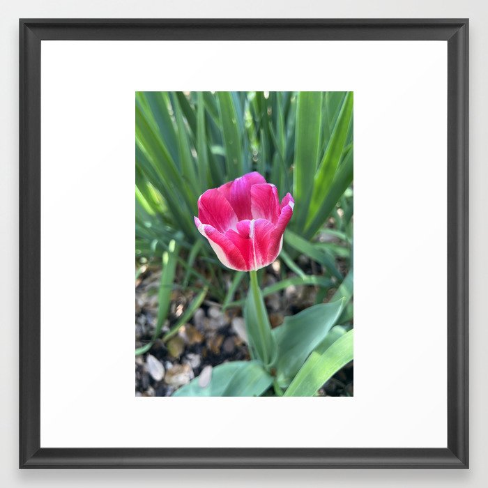 Didier's Tulip Framed Art Print