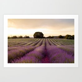 The Lavender Fields at Sunset. Landscape Fine Art Photography Art Print
