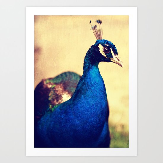 Peacock Art Print
