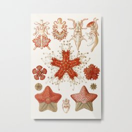 Starfish Vintage Illustration Metal Print