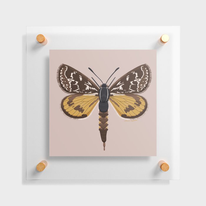 Golden Sun Moth Floating Acrylic Print