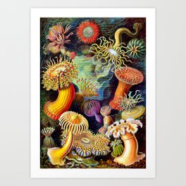 Under the Sea : Sea Anemones (Actiniae) by Ernst Haeckel Art Print