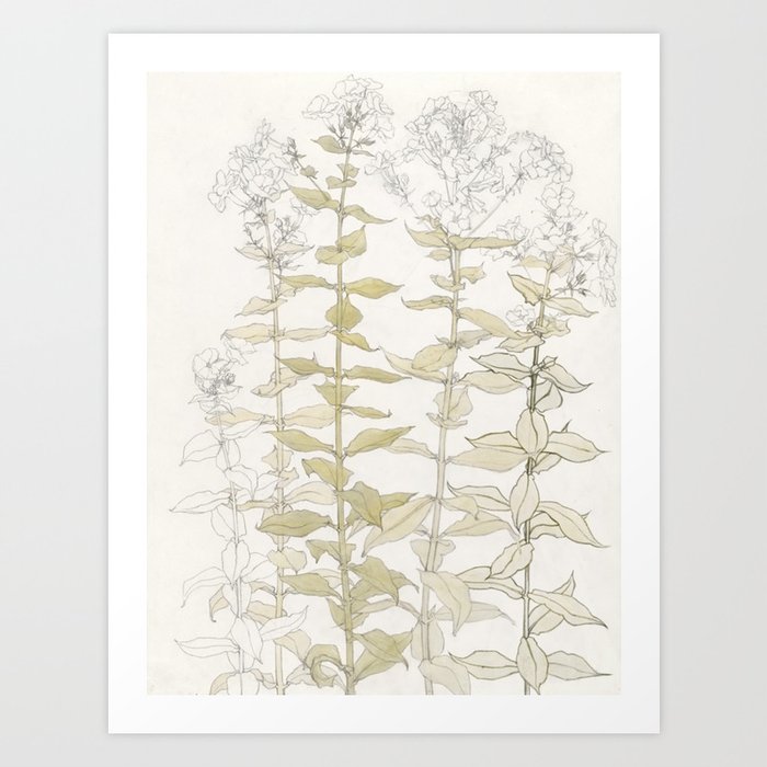 Botanical Phlox Art Print