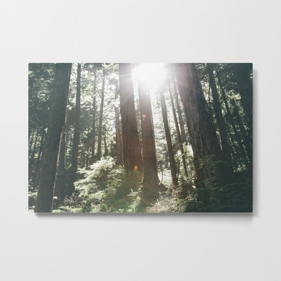 Sunny Forest Metal Print
