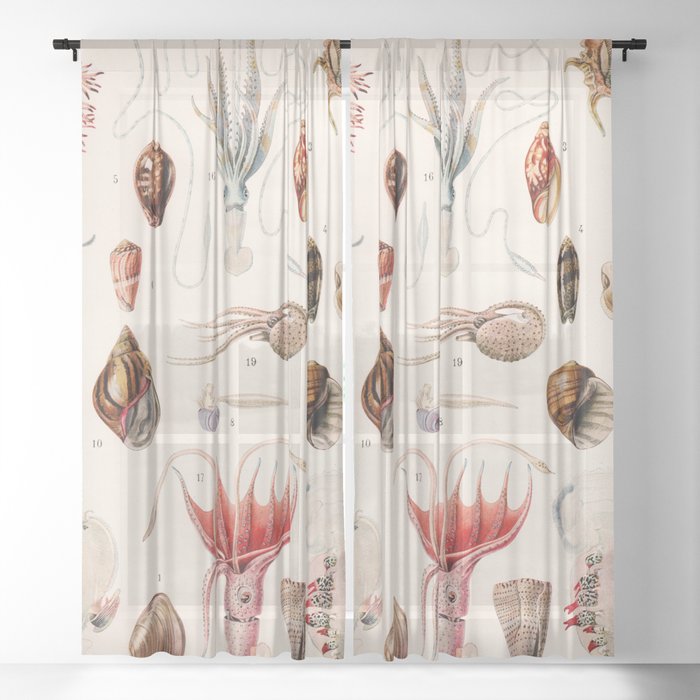 Adolphe Millot - Mollusques 01 - French vintage zoology illustration Sheer Curtain