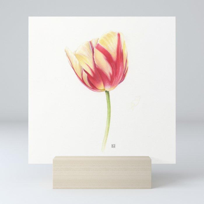 Cream & Red Rembrandt Tulip Mini Art Print