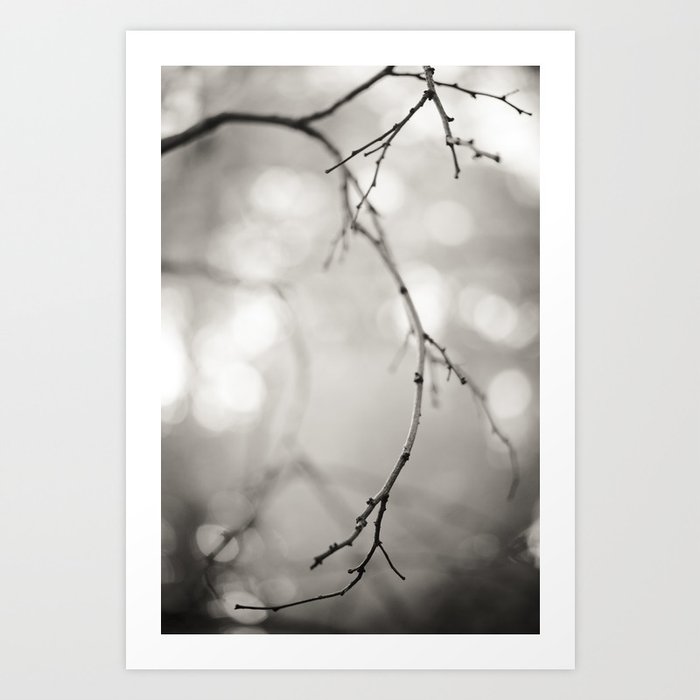 Leafless Branches Art Print