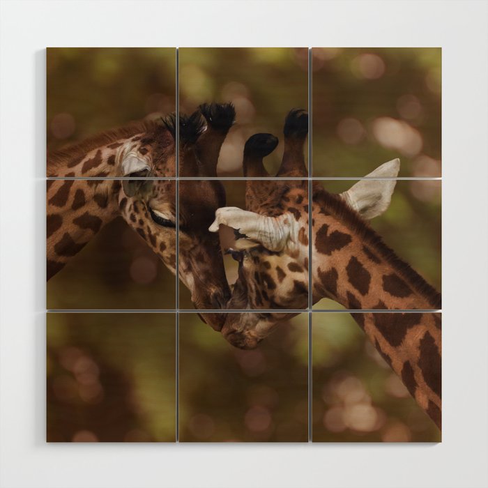 South Africa Photography - Two Giraffes Kissing Wood Wall Art