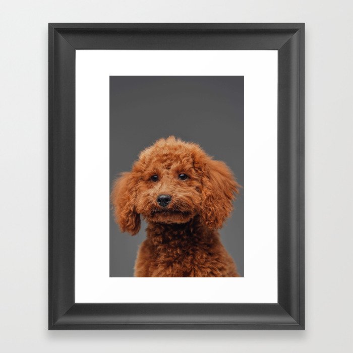 Cute Miniature Poodle Peach Fur Against 21 Framed Art Print